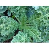 Kale, VATES Blue Curled Scotch Kale Seeds, 100 Seeds PER