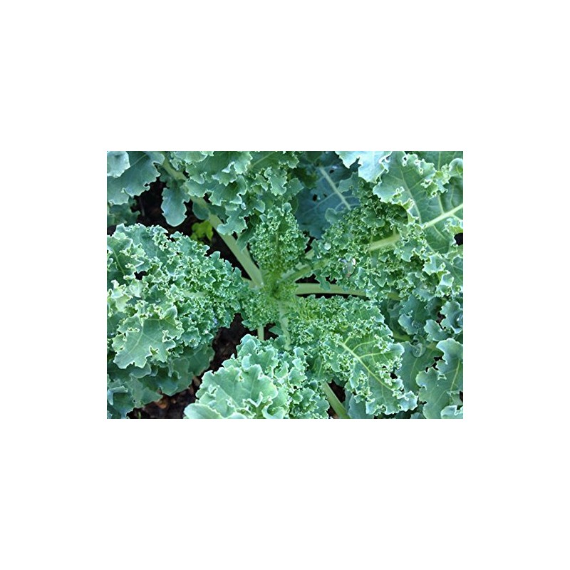 Kale, VATES Blue Curled Scotch Kale Seeds, 100 Seeds PER