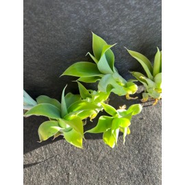 Agave Attenuata Foxtail 10 agave plant pups (bulbis)3 To 4 Inches. Babies