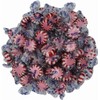 Starlight Hard Candies – Individually Wrapped, Spi-C Mint – (5