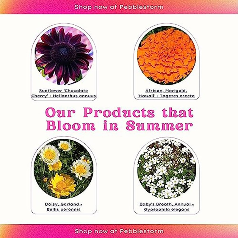 12 Ranunculus - Pink