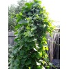 Mai's Family 100 Organic Green Stem Malabar Spinach Alugbati Mong