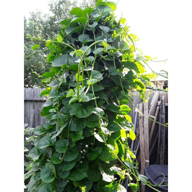 Mai's Family 100 Organic Green Stem Malabar Spinach Alugbati Mong
