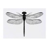 'Dragonfly Top View' Temporary Tattoo - Water Resistant, Skin-Safe, Non-Toxic