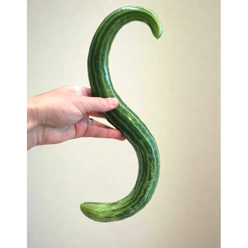 TomorrowSeeds Striped Armenian Cucumber Seeds | Painted Serpent Yard Persian