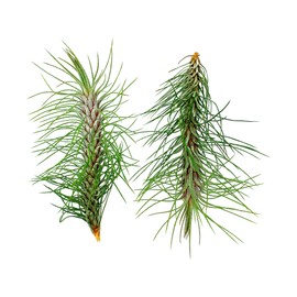 ragnaroc Air Plants - Colombian Tillandsia Funckiana, Large 5" - 2ct - Live Arrival Guaranteed - House Plants for Home Decor & Gift