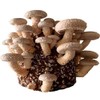 Wheat Bran Unprocessed 100% Natural Coarse Non-GMO | Mushroom Mycelium