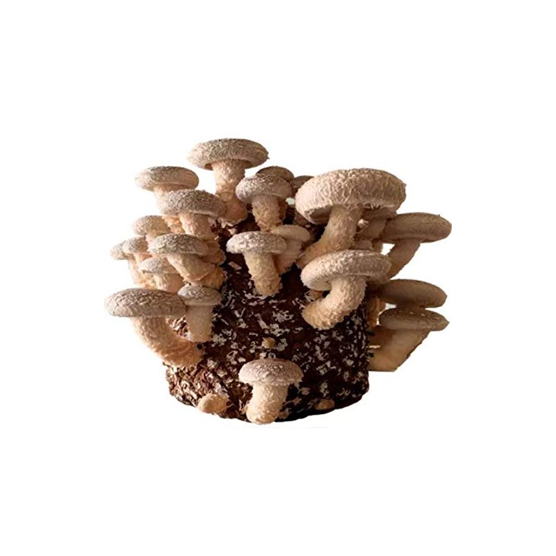 Wheat Bran Unprocessed 100% Natural Coarse Non-GMO | Mushroom Mycelium
