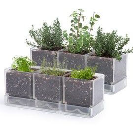 D'vine Dev Herb Garden Planter Set, Plastic Plant Pots with Drainage and Saucer, Indoor Succulent Cactus Vegetable Pot for Windowsill, Garden Balcony, Clear, Set of 2, 76-V-D-2