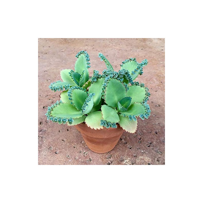 Mother of Thousands Kalanchoe (Medium Adult)