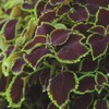 Outsidepride Coleus Chocolate Mint - 20 Seeds