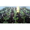 1 Seedling with Roots of Mexican Hat Plant, Kalanchoe