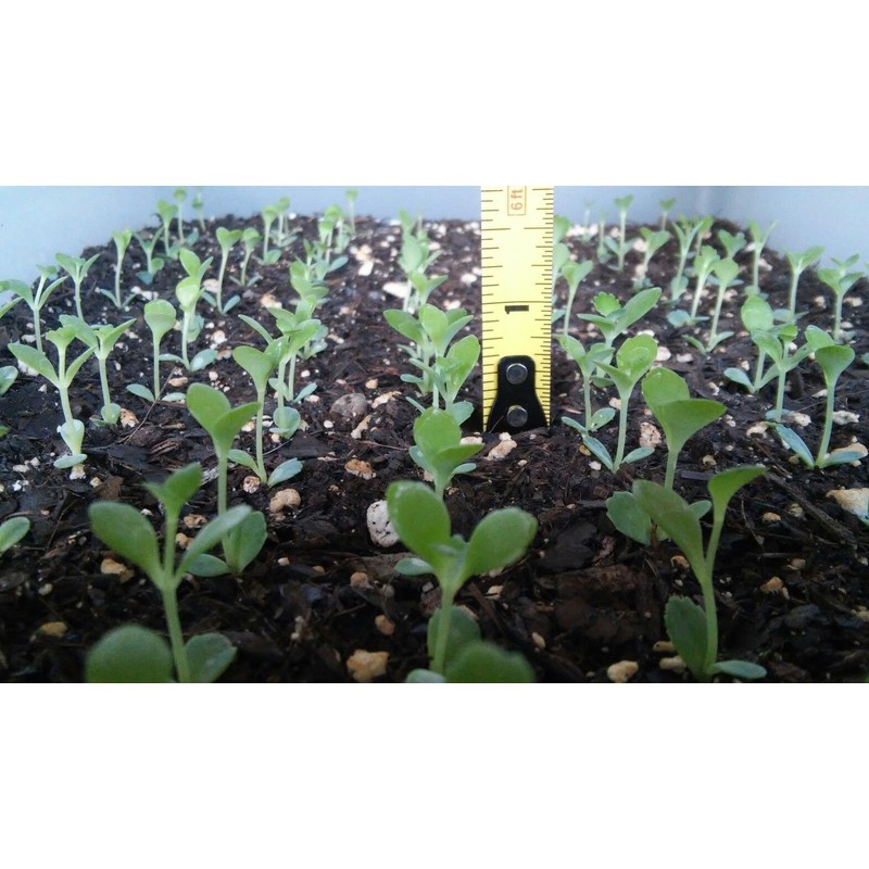 1 Seedling with Roots of Mexican Hat Plant, Kalanchoe