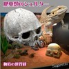 Sugarello Reptile Shelter Hideaway Terrarium Cage Reptile Breeding Aquarium Decoration