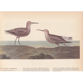 Audubon 1942 Vintage Birds #344 "Stilt Sandpiper" Full Color Art Plate Litho
