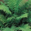 Ferns 20 Lady Fern Roots/Root Systems - Common Ladyfern Plants