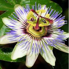 Passion Flower Seeds - Flowering and Fruiting Vine Seeds - Evergreen Climber. 10 Seeds.