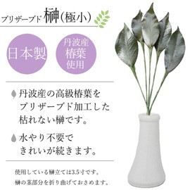 A&K Premium Sakaki Preserved (Extra Small Size, 1 Pair, Approx. Height 9.4 x Width 3.0 inches (24 x 7.5 cm), No Water Change Required, Keeps Beauty, Made of Premium Camellia Leaves, Made in Tamba, Shrine Shrine Offerings, Sakaki