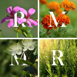 Soap collection, Handmade in Scotland, Cold Process natural face bar soap, With Premium Essential Oils, All Skin, Rose Geranium soap, Marigold & Meadowsweet soap, Myrtle & Lemon soap, Rosemary soap