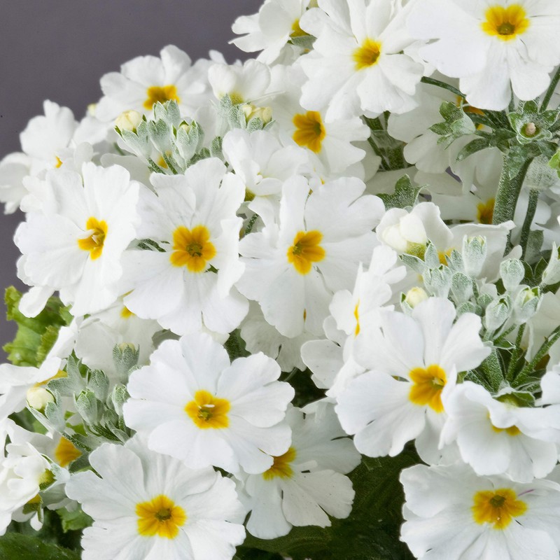 Outsidepride White Fairy Primrose Seeds - 1000 Pcs Perennial, Hardy,