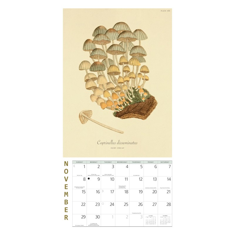 Mushroom Botanical Prints Mini Wall Calendar 2026 7" x 7"