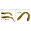 Buddyworks Flag Shad 4" CHG Charty Green