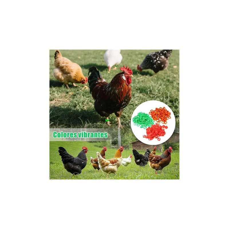 300 Bandas Identificación De Pollo Ajustables Con Numerados