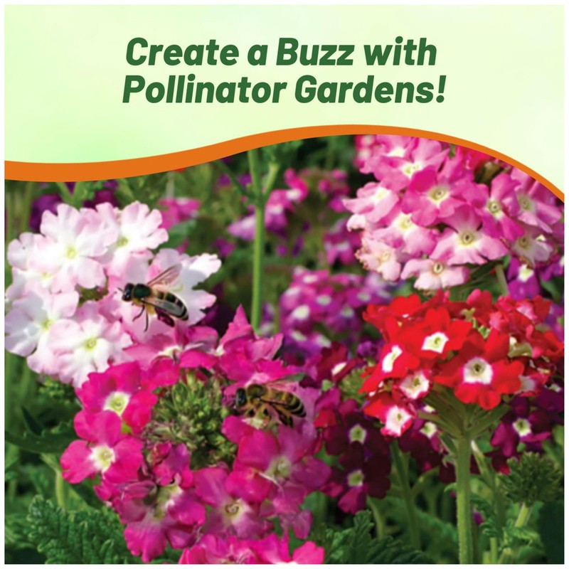 Outsidepride Mammoth Mix Verbena Seeds for Planting - 2000 Pcs.
