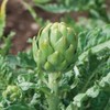 David's Garden Seeds Artichoke Imperial Star 25 Non-GMO, Open Pollinated