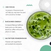 ACTA Matcha Energy Tea - High Caffeine Green Tea for