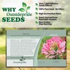 Outsidepride 2000 Seeds Annual Pink Cleome Spider Flower Seeds for