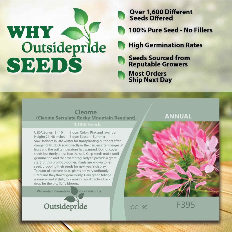 Outsidepride 2000 Seeds Annual Pink Cleome Spider Flower Seeds for