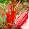 Okra Red 20+ Seeds for Planting Non-GMO Gumbo Lady's Finger