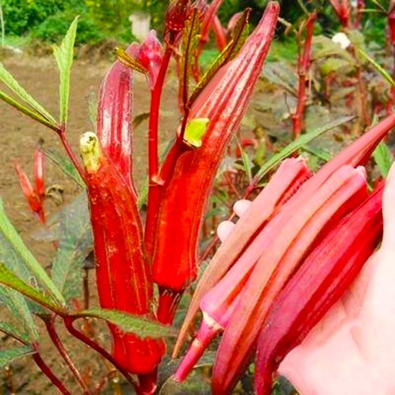 Okra Red 20+ Seeds for Planting Non-GMO Gumbo Lady's Finger