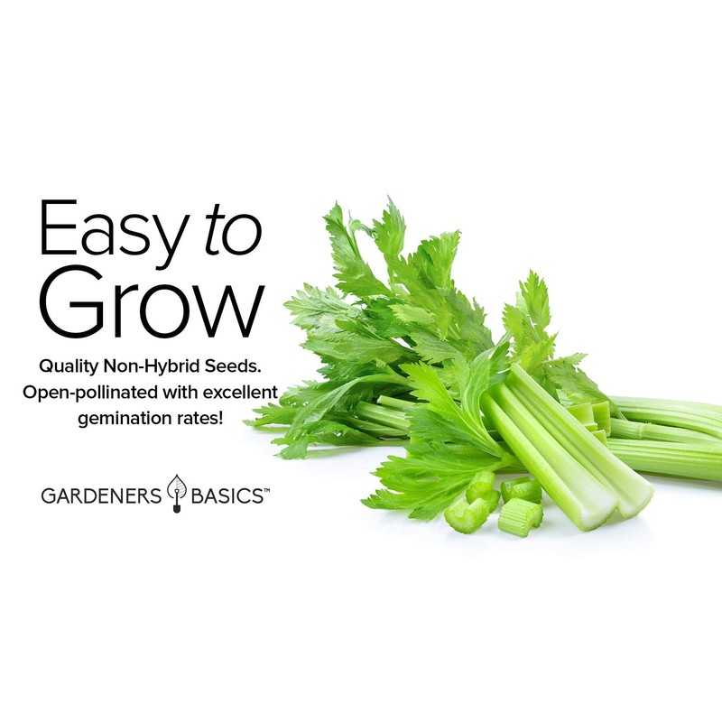 Gardeners Basics, Celery Seeds for Planting - UT 52-70 Variety