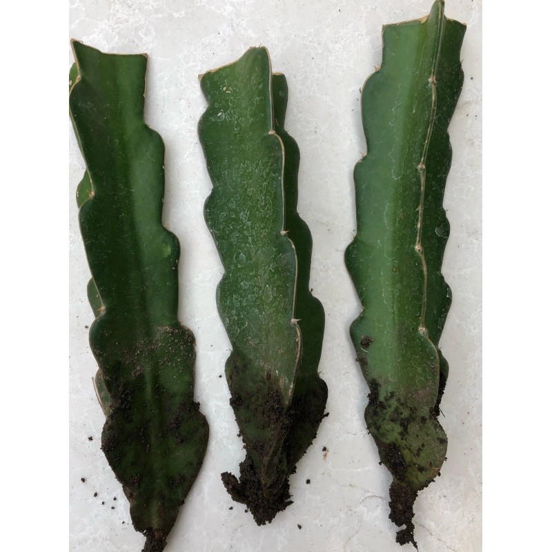 Cactus 3pcs Dragon Fruit Cutting 7” Red Flesh Self Pollinating