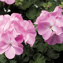 Park Seed Pinto Premium Lavender Geranium Seeds