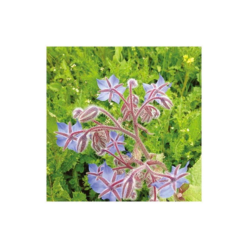 NEAL'S YARD REMEDIES Rose Daily Moisture Cream 3.4 fl oz