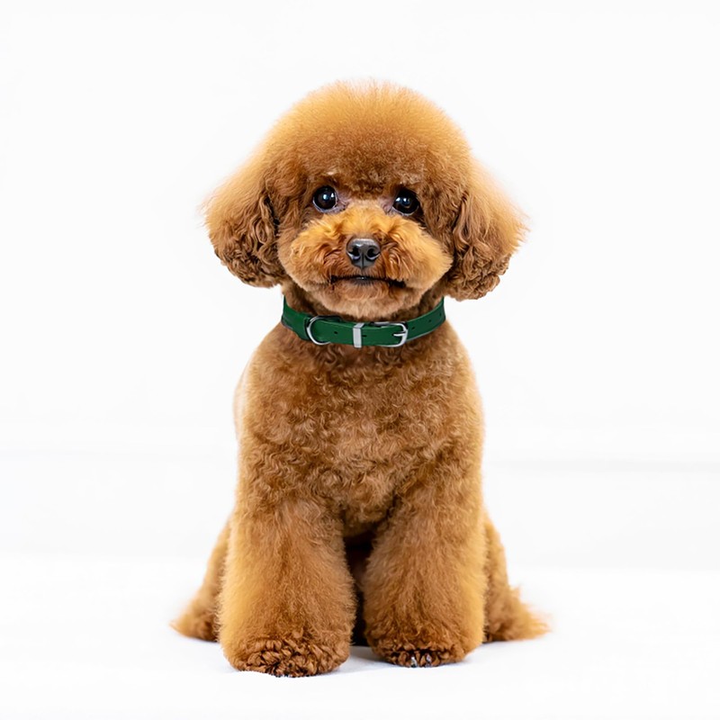 OOPSDOGGY Rolled Leather Dog Collar Reflective Roll Collars for Small