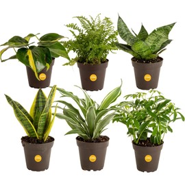 Costa Farms Live Plants (Pack of 6), Easy to Grow Live Indoor Houseplants in 3.8-Inch Plant Pots, Hand-Selected Varieties, Home and Room Decor, 8-10 Inches Tall