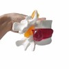 BoNew 1:1.5 Anatomical Human Lumbar Vertebrae Degenerative Lumbar Human Spine
