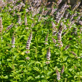 Outsidepride Spearmint - 10000 Seeds