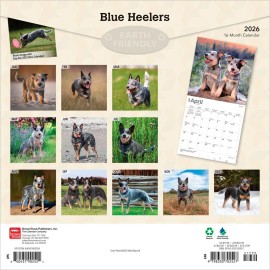 BrownTrout Blue Heelers | 2026 12x24" (Hanging) Monthly Square Wall Calendar | Plastic-Free
