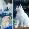 VICTHY 100pcs Boy Cat Nail Caps | Cat Nail Covers
