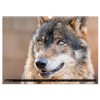 Wolves, Wild Spirits (Wall Calendar 2026 DIN A3 Landscape), CALVENDO
