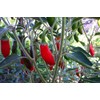 Serrano Tampiqueno pepper 20+ Seeds