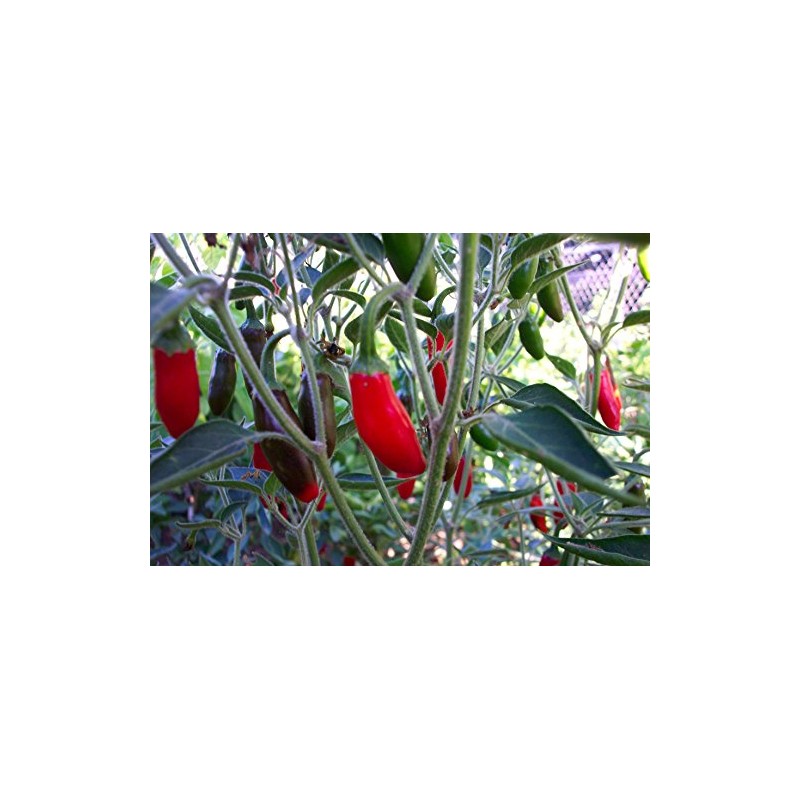 Serrano Tampiqueno pepper 20+ Seeds