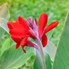 Outsidepride Red Canna Seeds - 10 Seeds