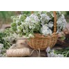Yarrow Herb Tea (Millefolii Herba - Achillea millefolium L.) -