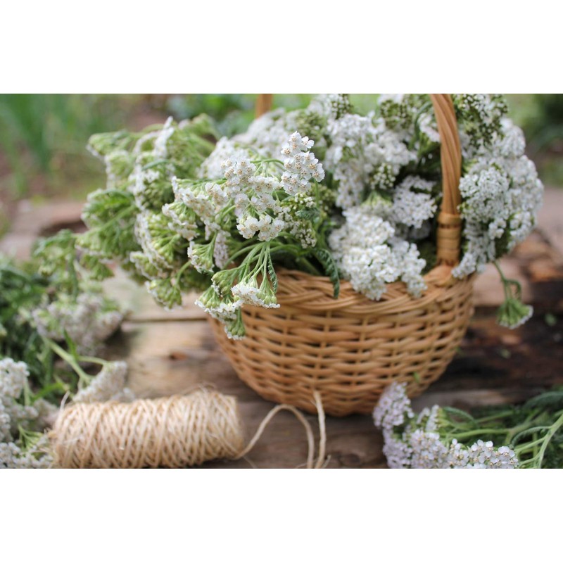 Yarrow Herb Tea (Millefolii Herba - Achillea millefolium L.) -